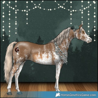 Horse Color:White Spotted Chocolate Palomino 