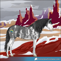 Horse Color:Black Sabino Splash 