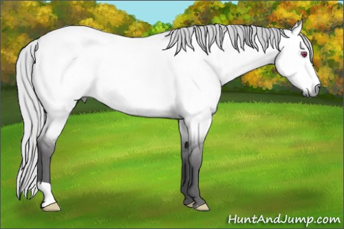 Horse Color:Silver Buckskin Chinchilla Dun 
