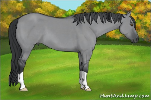 Horse Color:Grullo Chinchilla 