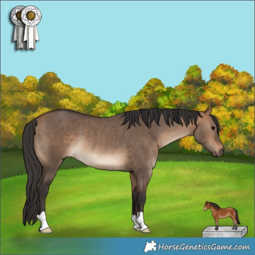 Horse Color:Bay Dun Rabicano 