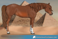 Horse Color:Chestnut Sabino Tobiano