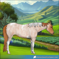 Horse Color:Red Roan Tobiano 