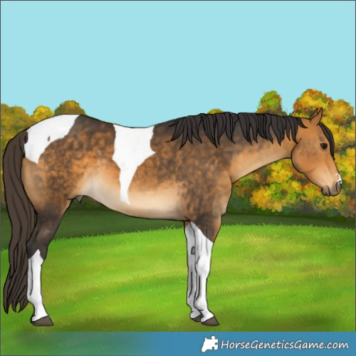 Horse Color:Buckskin Tobiano 
