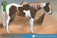 Horse Color:Gray Chocolate Palomino Splash Tobiano