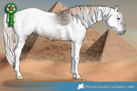 Horse Color:Gray Chocolate Palomino Splash Tobiano 