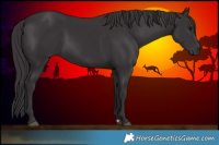 Horse Color:Smoky Black 