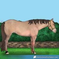 Horse Color:Amber Champagne 