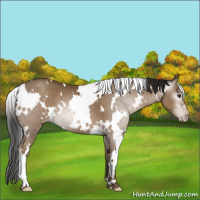 Horse Color:Gray White Spotted Classic Champagne 