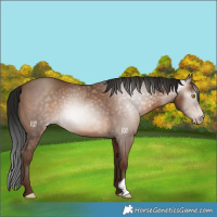 Horse Color:Gray Sable Champagne 