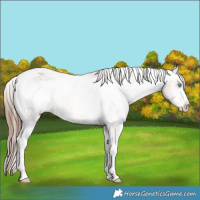 Horse Color:White Spotted Amber Champagne Sabino Appaloosa 