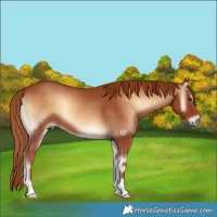 Horse Color:Red Onyx