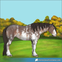 Horse Color:Liver Chestnut Sabino 