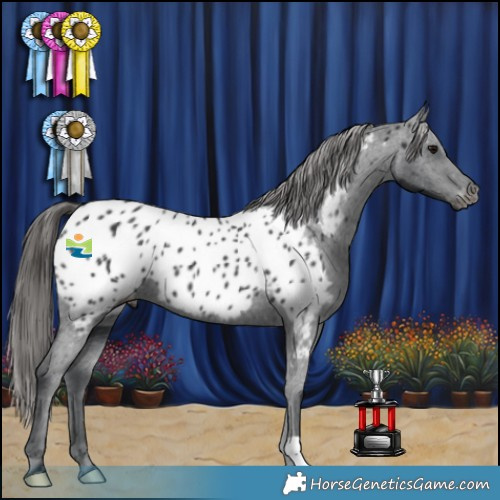 Horse Color:Black Appaloosa 