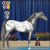 Horse Color:Black Appaloosa
