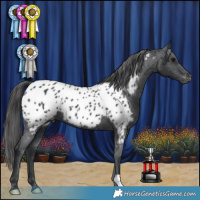 Horse Color:Black Near Leopard
