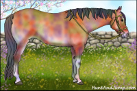 Horse Color:Nacre Bay Onyx Rabicano 