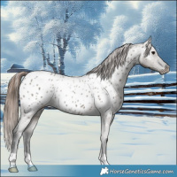 Horse Color:Grullo Near Leopard 