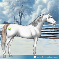 Horse Color:Grullo Appaloosa 