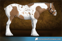 Horse Color:Chocolate Palomino Tobiano 