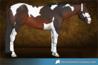 Horse Color:Brown Tobiano 