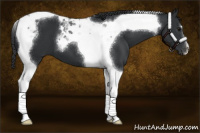 Horse Color:Black Tobiano 