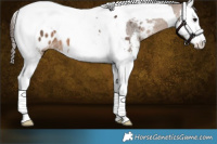 Horse Color:Brown Dun Sabino Splash Tobiano Appaloosa 