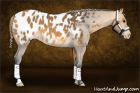 Horse Color:Buckskin Roan Appaloosa