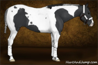 Horse Color:Black Tobiano 