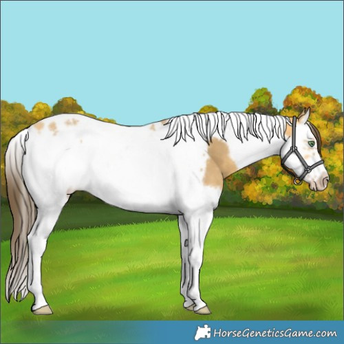 Horse Color:Amber Cream Champagne Splash Tobiano Frame 