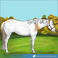 Horse Color:Amber Cream Champagne Splash Tobiano Frame