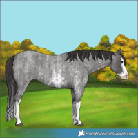 Horse Color:Smoky Blue Roan Sabino Splash  and Smoky Blue Roan Sabino Splash 