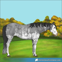 Horse Color:Blue Roan Sabino Splash  and Blue Roan Sabino Splash 