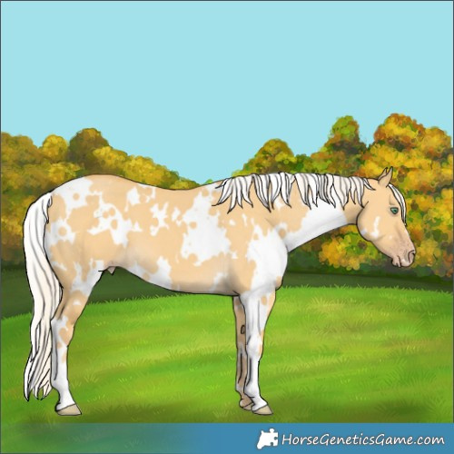 Horse Color:White Spotted Silver Classic Cream Champagne Dun 