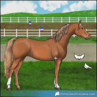 Horse Color:Chestnut Tobiano 