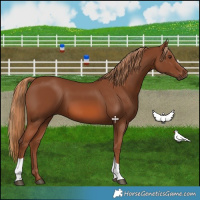 Horse Color:Chestnut Tobiano 