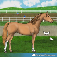 Horse Color:Chestnut Tobiano 