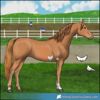 Horse Color:Chestnut Tobiano 