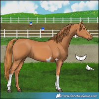 Horse Color:Chestnut Tobiano 