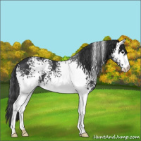 Horse Color:White Spotted Black 