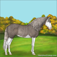 Horse Color:Silver Black Splash Appaloosa Rabicano 