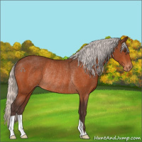 Horse Color:Silver Brown Appaloosa Rabicano 