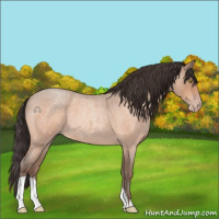 Horse Color:Sable Champagne Roan 