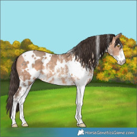 Horse Color:White Spotted Amber Champagne 