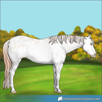 Horse Color:Amber Champagne Roan Dun Splash Appaloosa Rabicano 