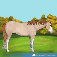 Horse Color:Red Dun Roan Splash Rabicano 