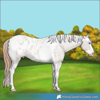 Horse Color:Classic Champagne Roan Dun Splash Tobiano Appaloosa 