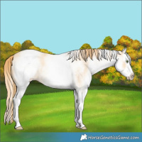 Horse Color:White Spotted Gold Champagne Roan Dun Splash Rabicano 