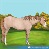 Horse Color:Gold Champagne Roan Splash 
