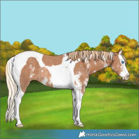 Horse Color:Chestnut Sabino Splash Tobiano Rabicano 